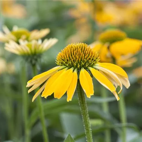 Gartenkalender August 2024