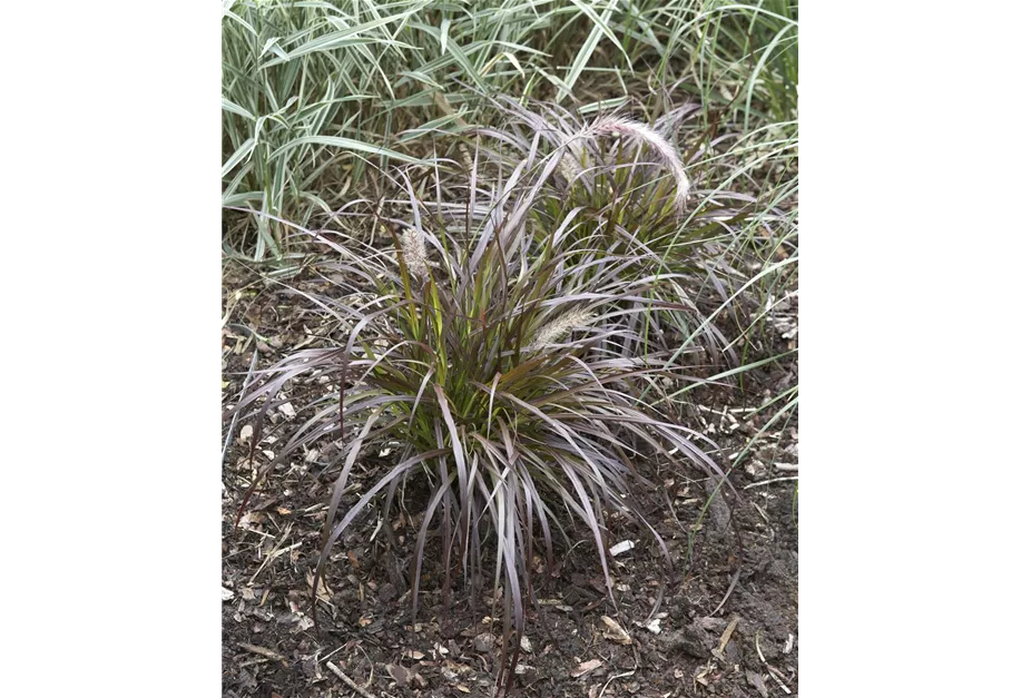 Pennisetum x advena 'Rubrum'