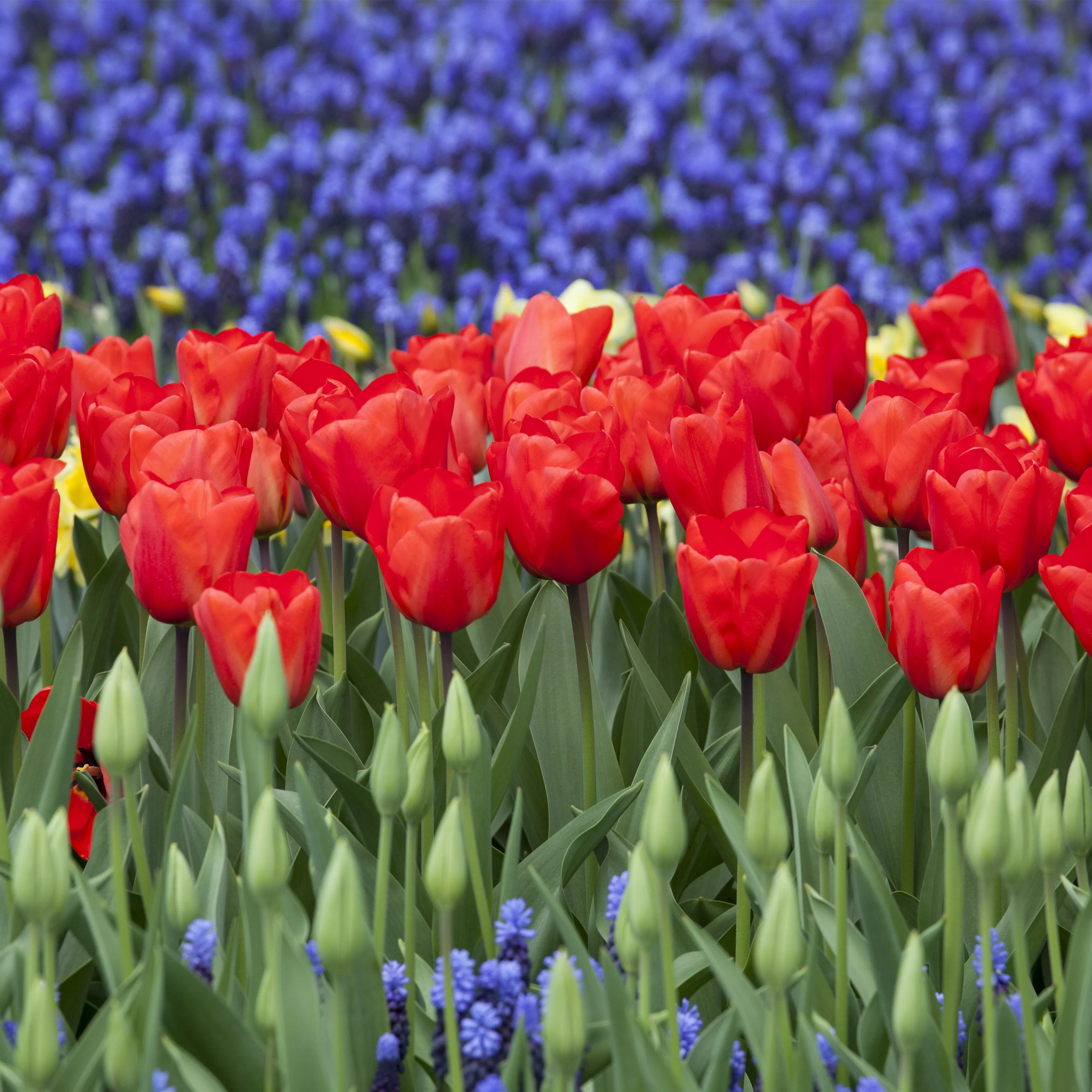 Das Blumenbeet: Blütenmeer im Garten