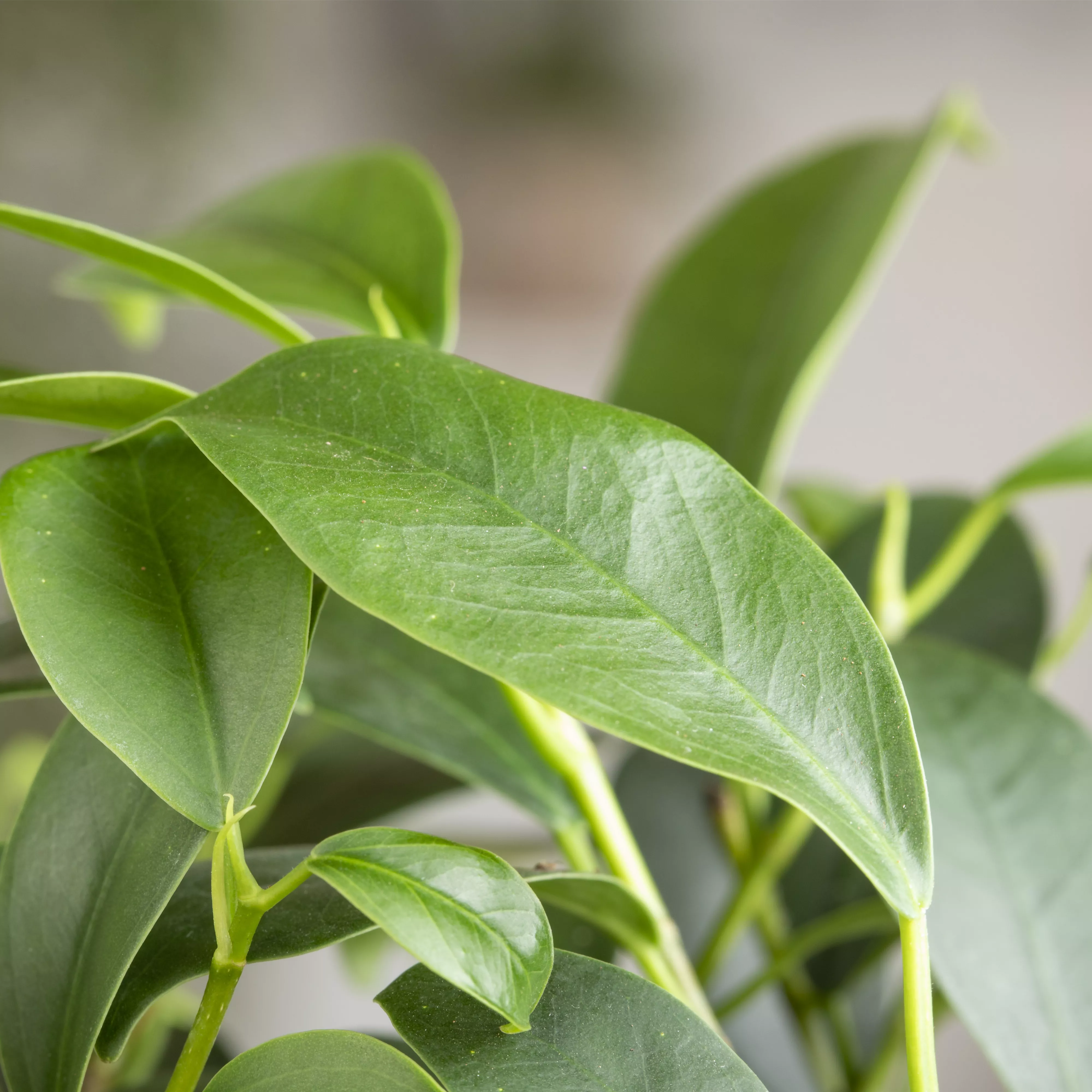 Ficus Ginseng hegen und pflegen