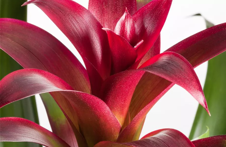 Pflanze März 2022: Bromelien