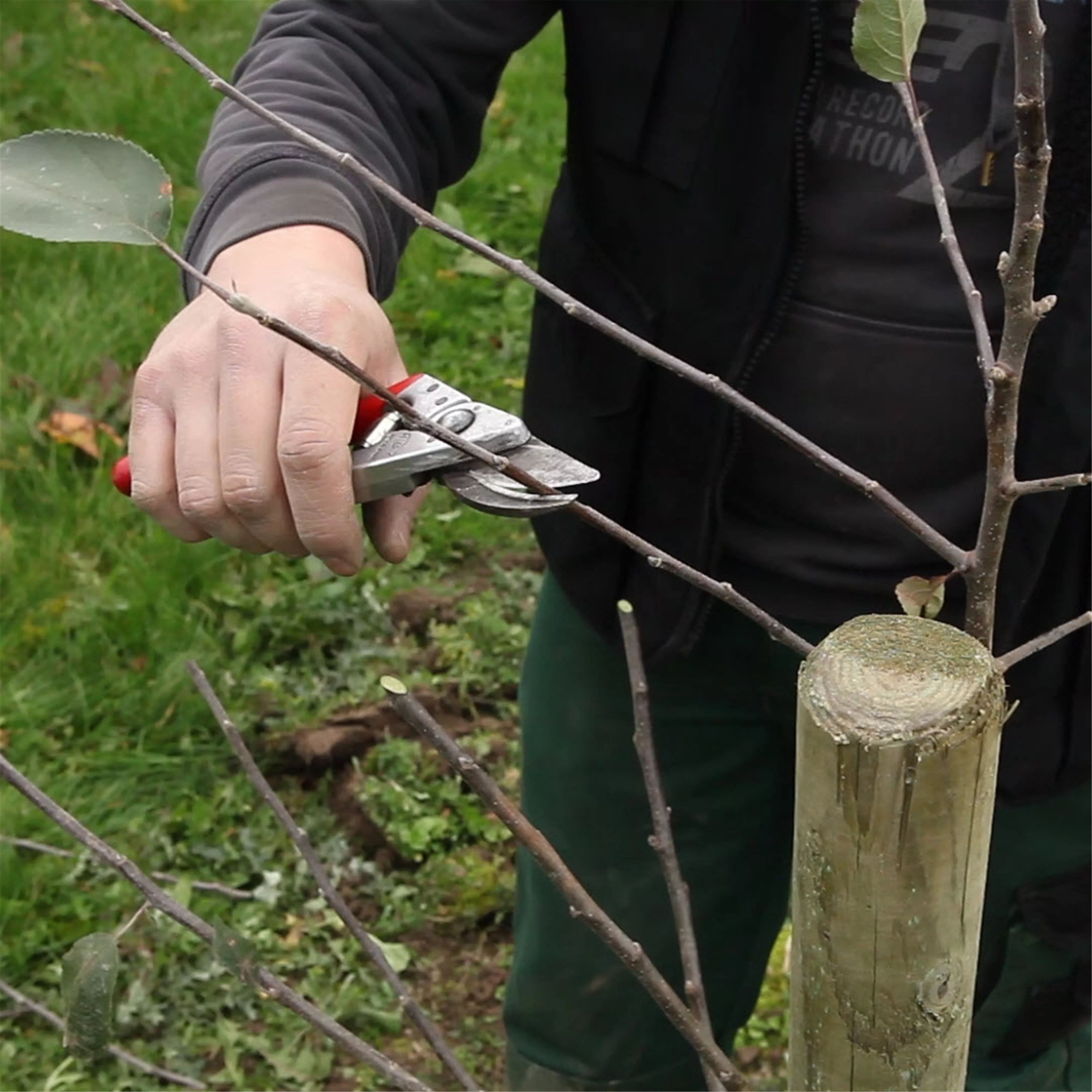 Obstbaumschnitt im Winter