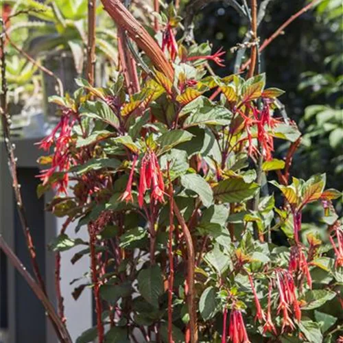 Winterschlaf für Geranien und Fuchsien