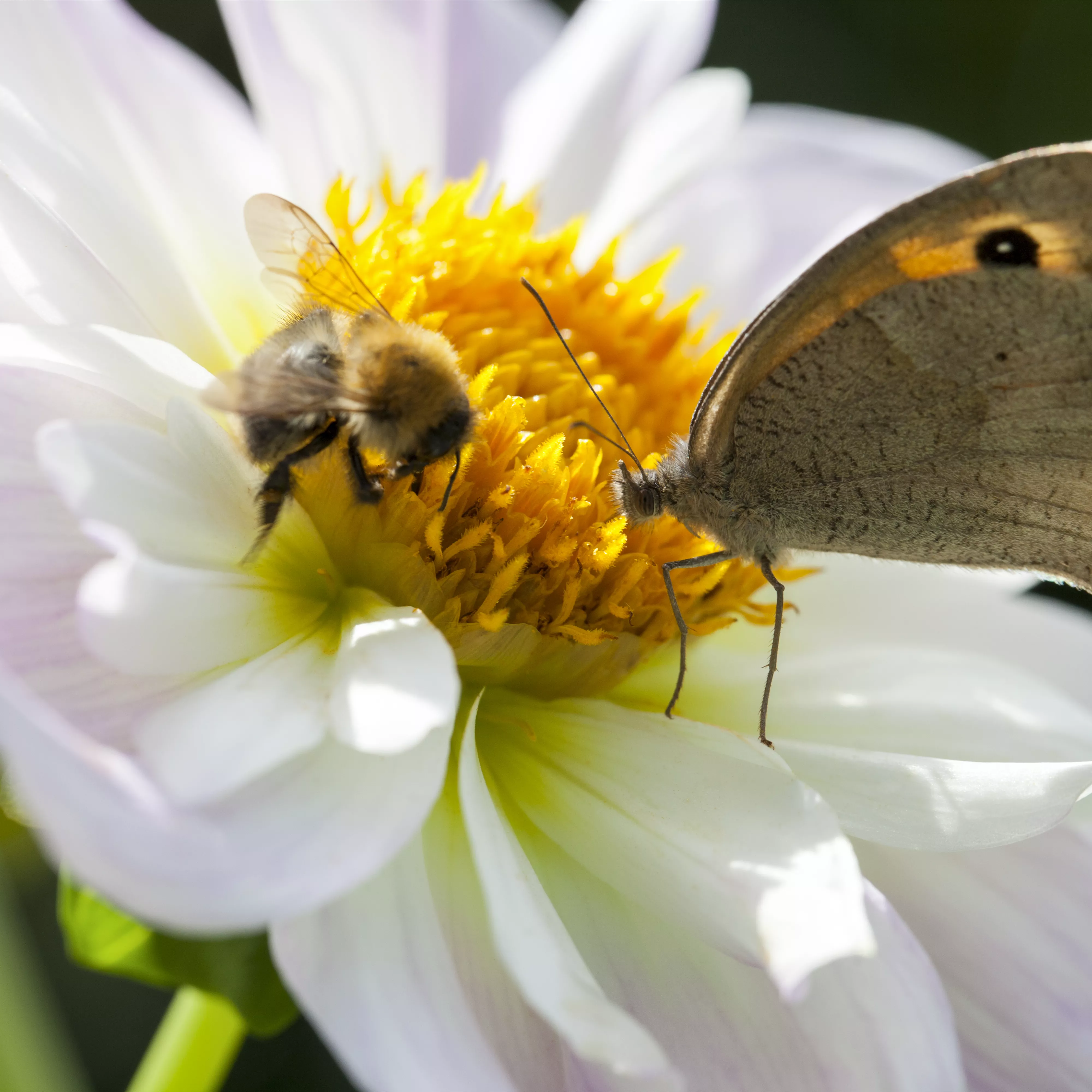 Bienenfreundliche Sommerblumen