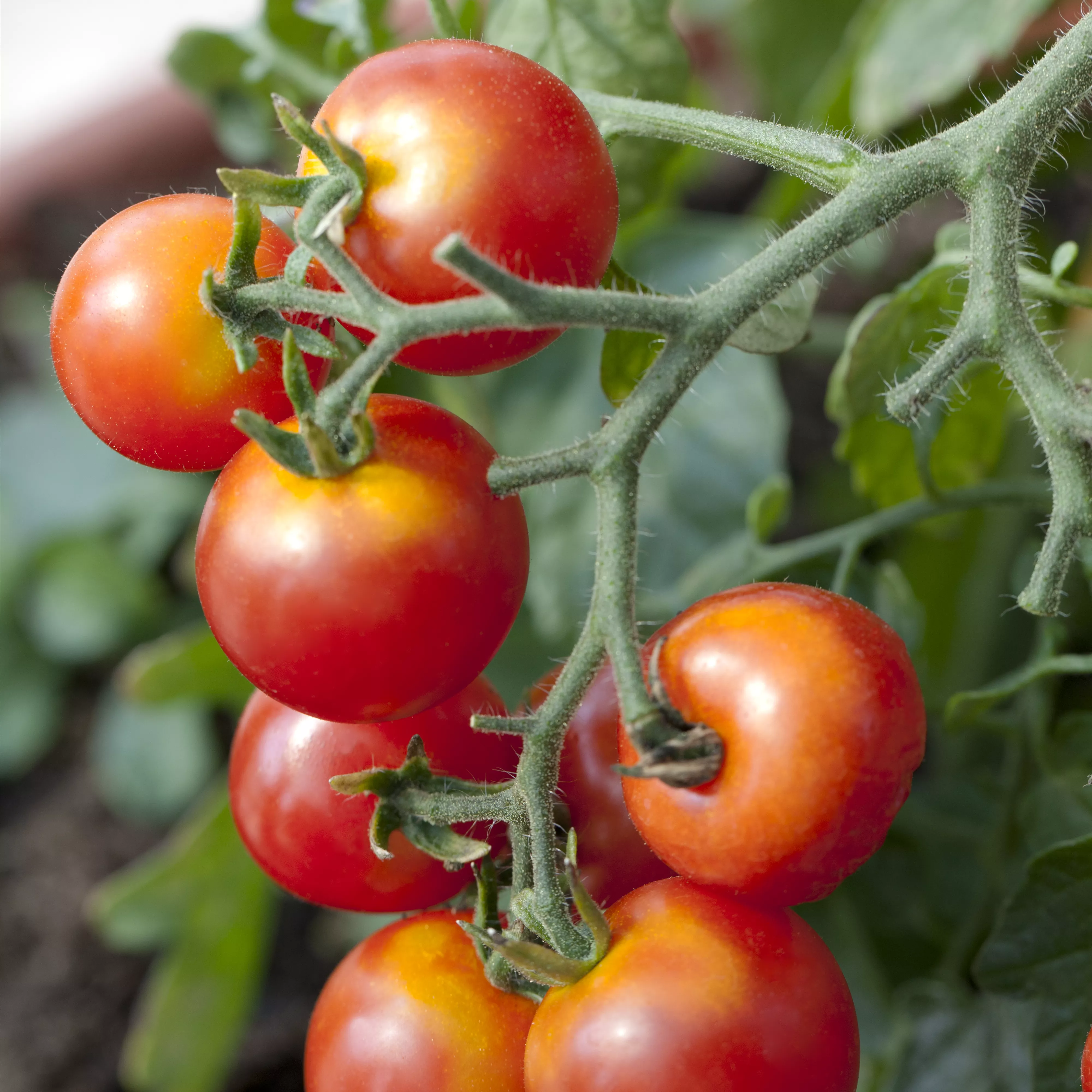 Platzende Tomaten