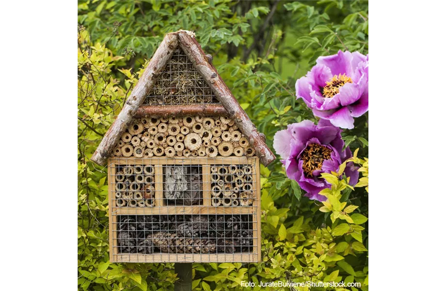 Nektargarten für Bienen und Schmetterlinge