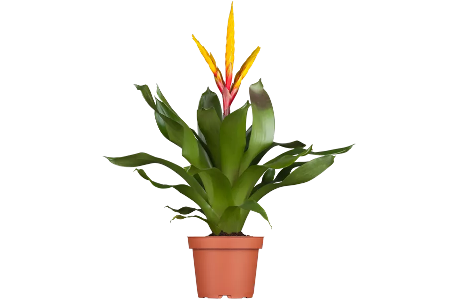 Pflanze März 2022: Bromelien